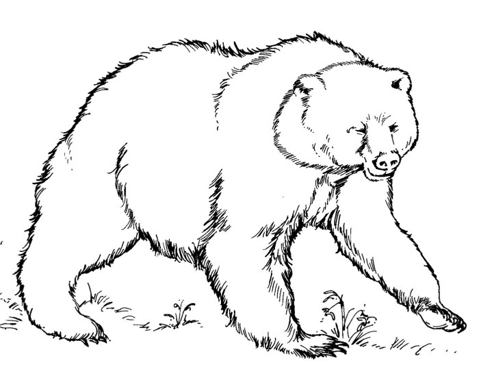 Coloring book pages of bears